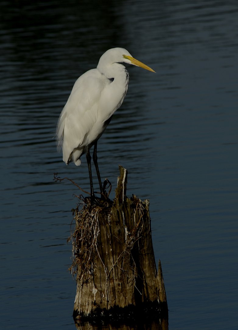 greategret4.jpg