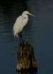 greategret4_small.jpg