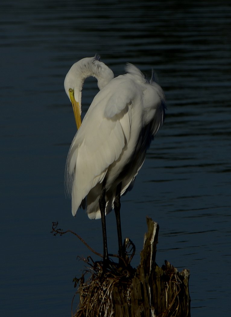 greategret5.jpg