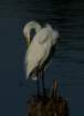 greategret5_small.jpg