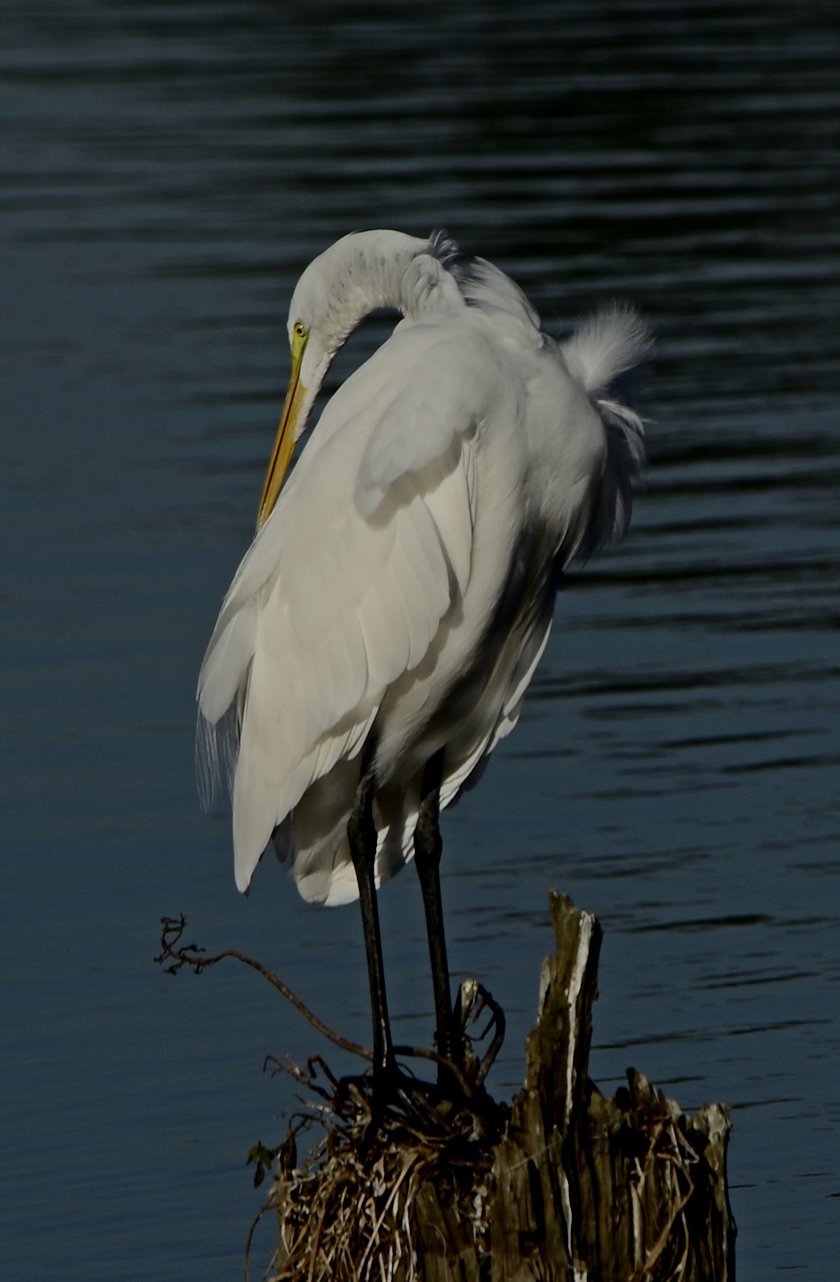 greategret6.jpg