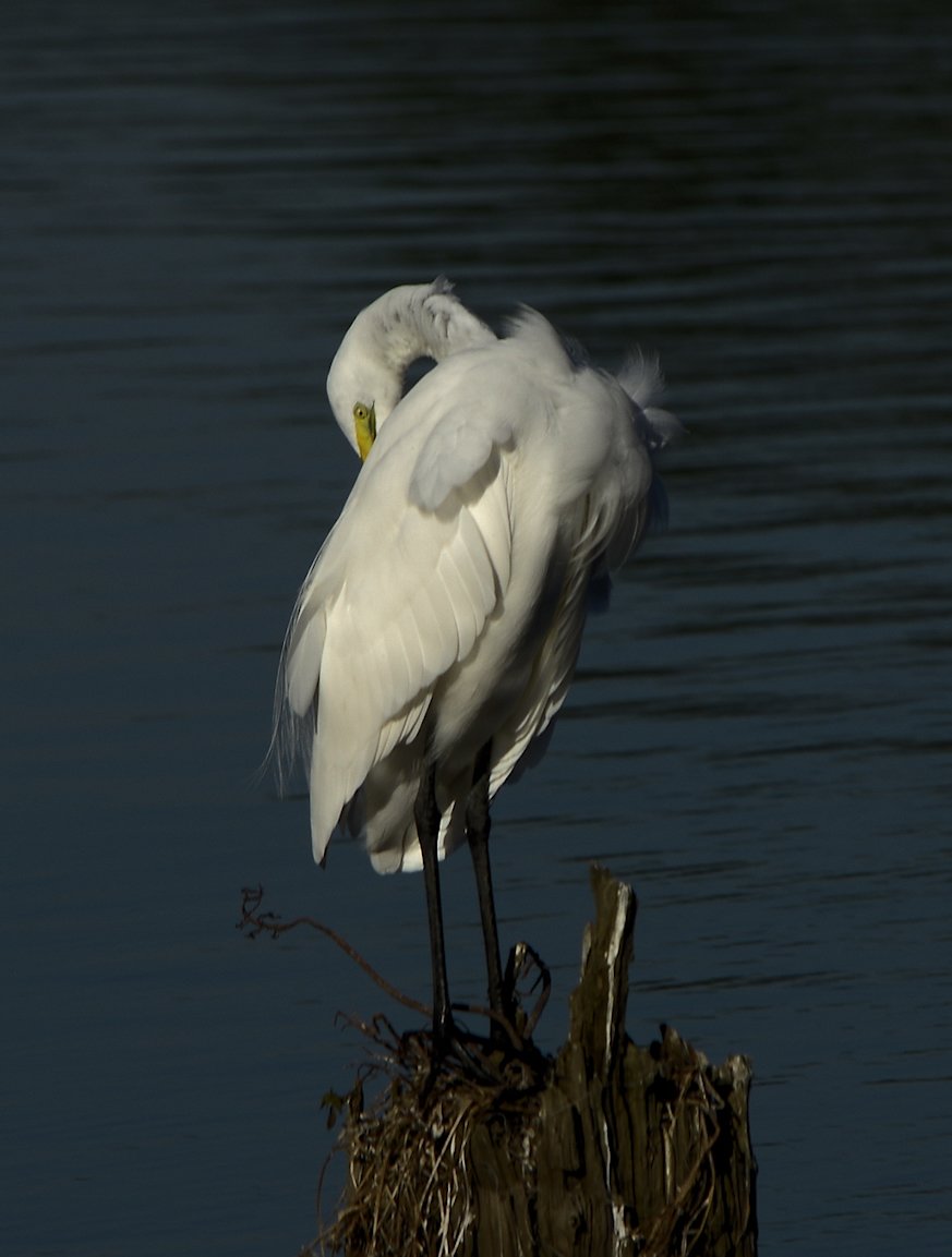 greategret7.jpg