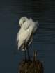 greategret7_small.jpg