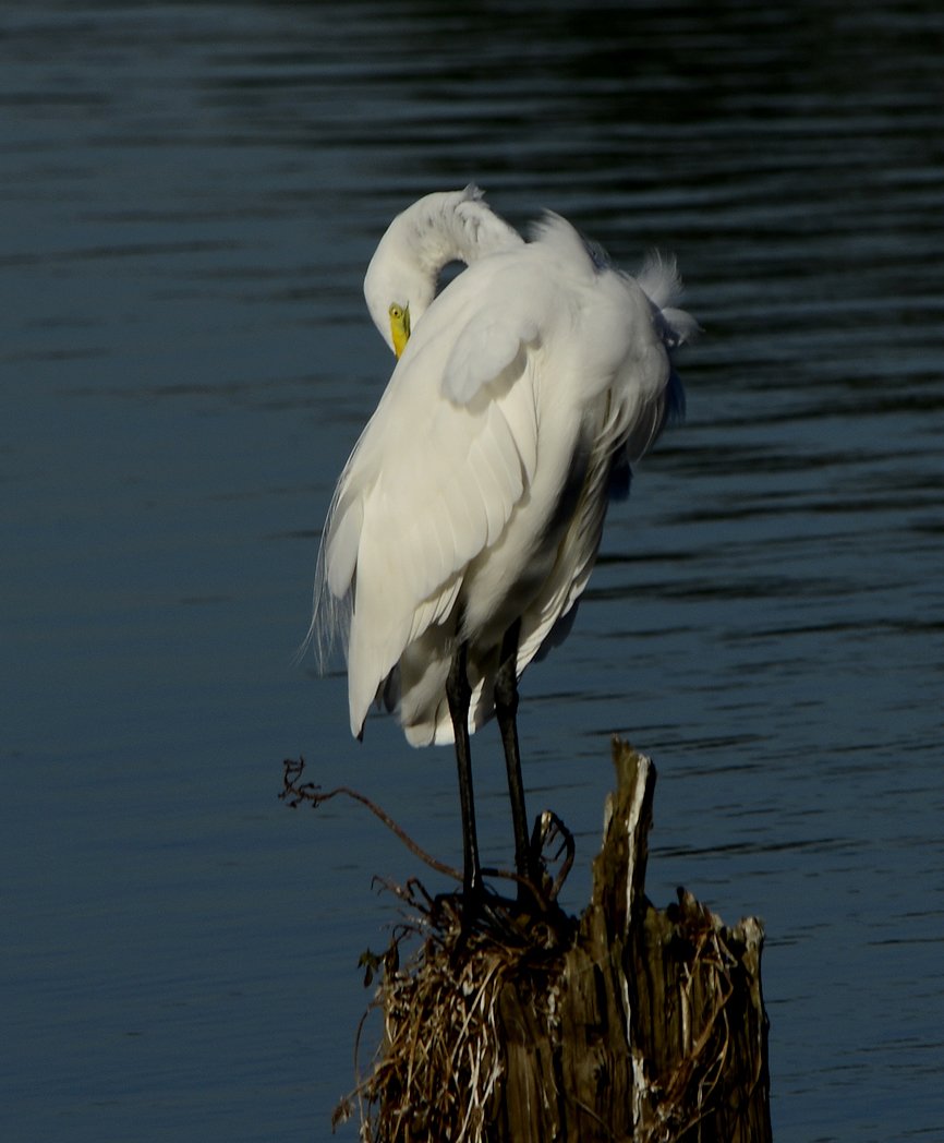 greategret8.jpg