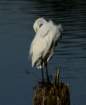 greategret8_small.jpg