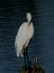 greategret_small.jpg