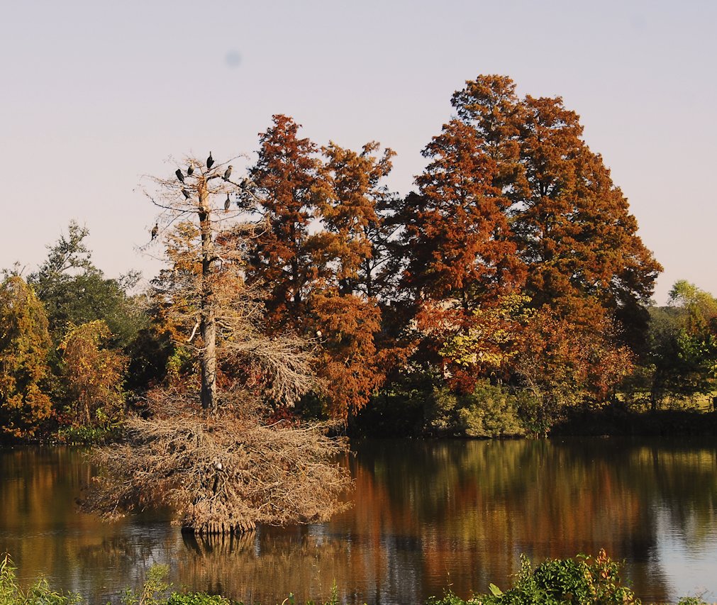 acypresstree2.jpg