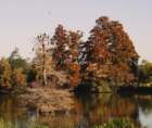 acypresstree2_small.jpg