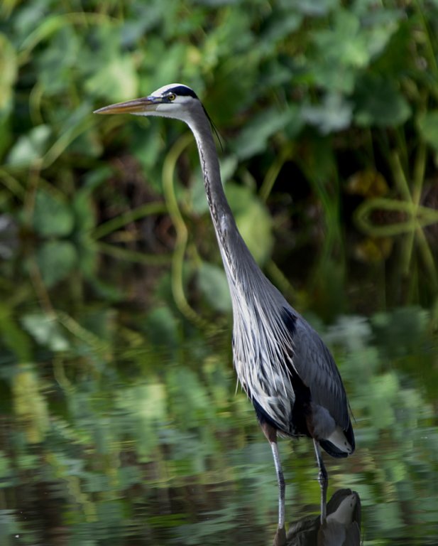 agrtblueheron200.jpg