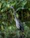 agrtblueheron200_small.jpg