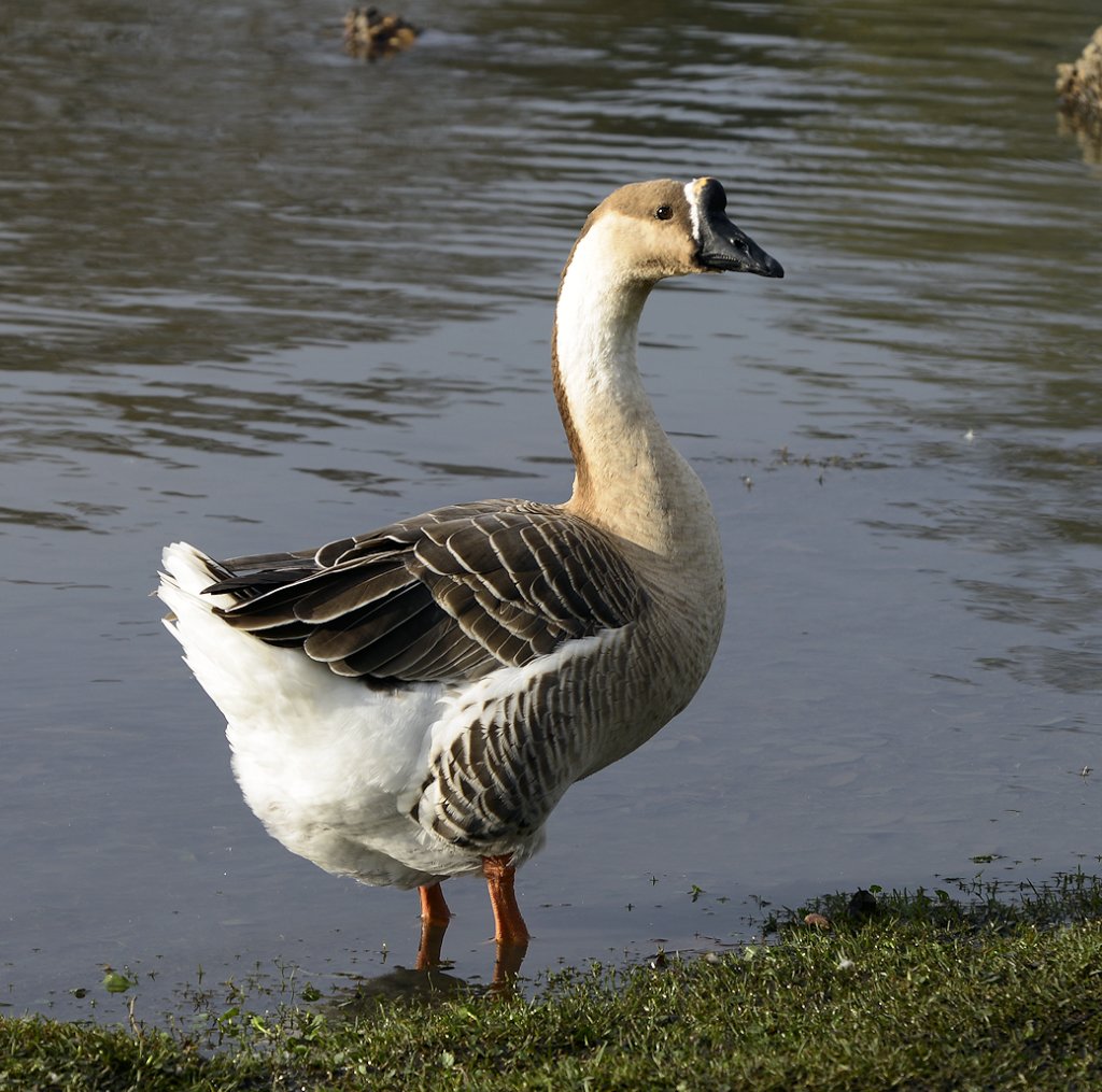 achinesegoose11.jpg