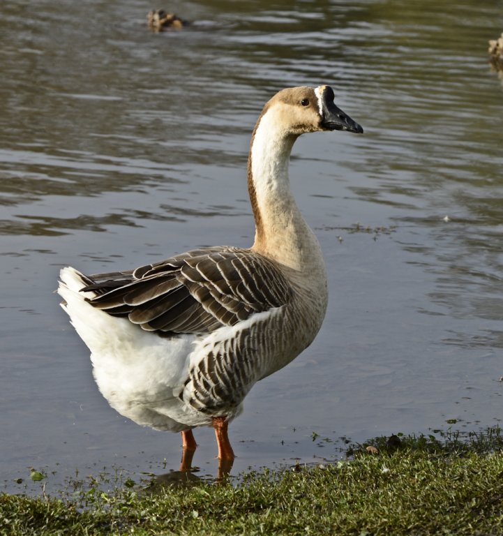 achinesegoose12.jpg