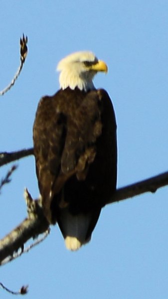 aeagle54.jpg