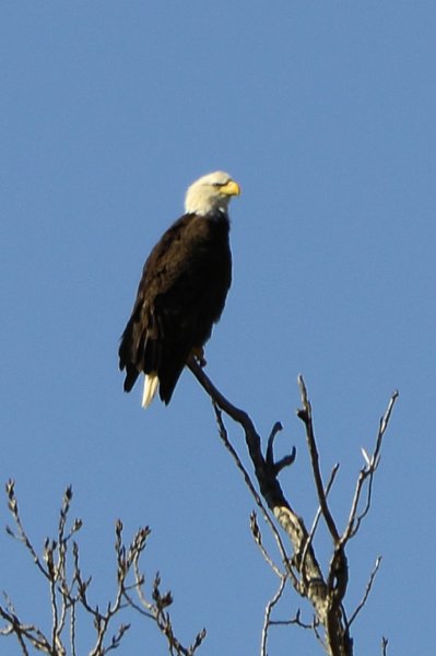 aeagle_4x6_107.jpg