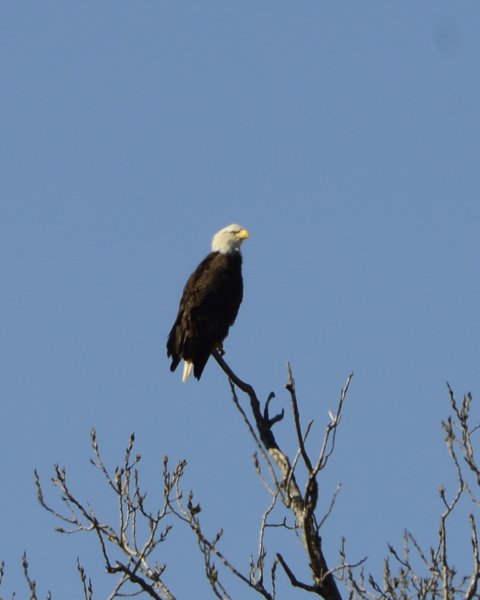 aeagle_8x10_106.jpg