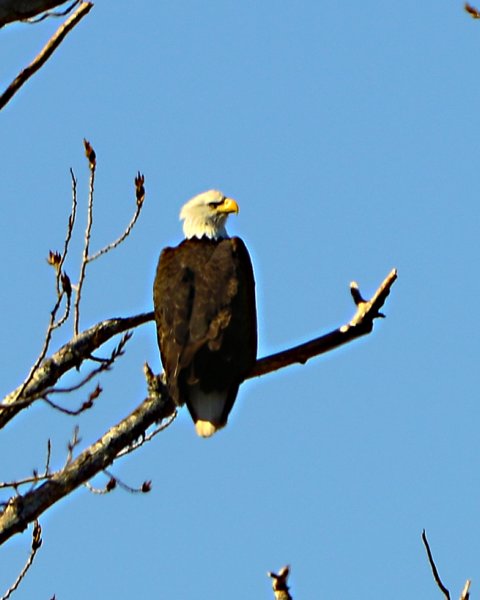 aeagle_8x10_52.jpg