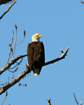 aeagle_8x10_52_small.jpg