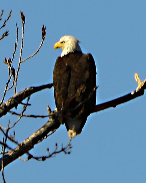 aeagle_8x10_58.jpg