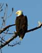 aeagle_8x10_58_small.jpg