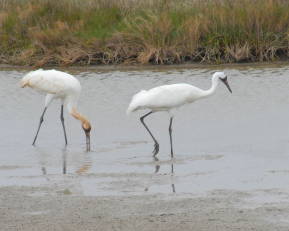 dsc_0074.jpg