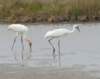 dsc_0074_small.jpg