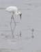 dsc_0081_small.jpg