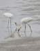 dsc_0108_small.jpg