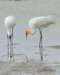 dsc_0177_small.jpg