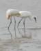 dsc_0181_small.jpg