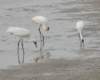 dsc_0190b_small.jpg